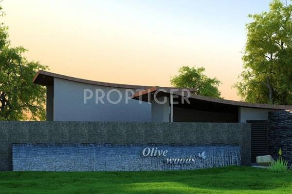 Olive Group Olive woods woods Olive Group Olive woods