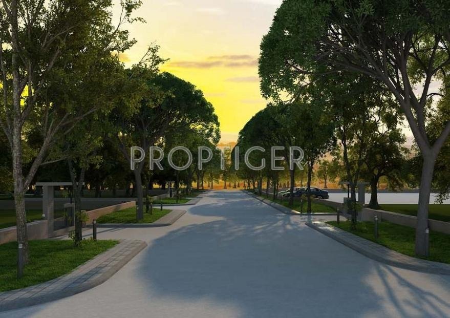  woods Olive Group Olive woods