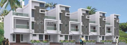 Images for Elevation of Legend Marigold marigold Images for Elevation of Legend Marigold