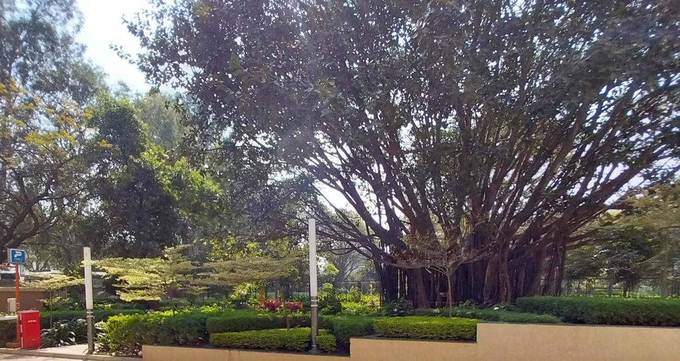 buena vista Landscape Garden and Tree Planting