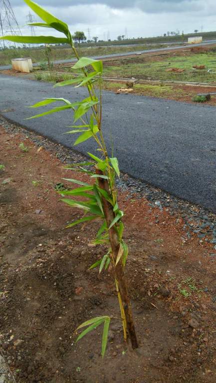  classic phase ii Images for Main Other of Yesh Classic Phase II