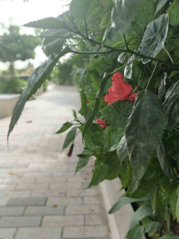 Images for Amenities of Arboretum Magnolia