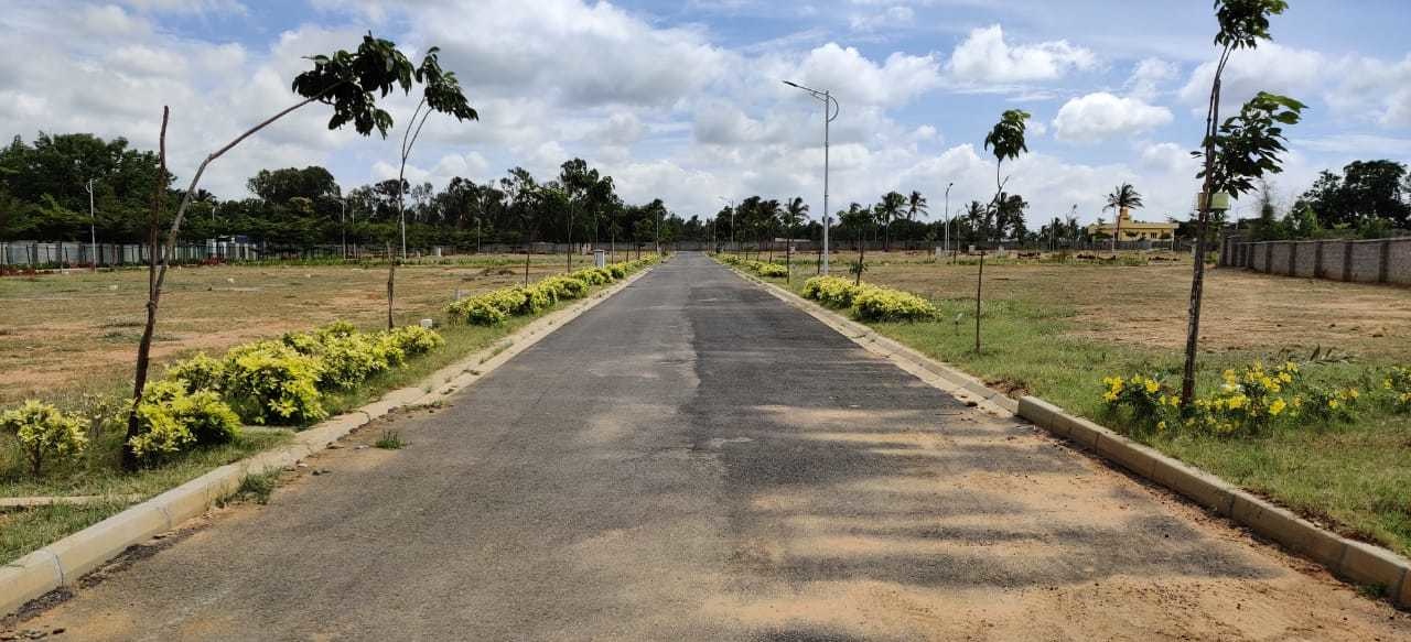  ozone kns oasis Elevation