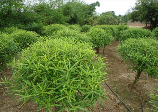 Images for Main Other of Aavkar River Retreat