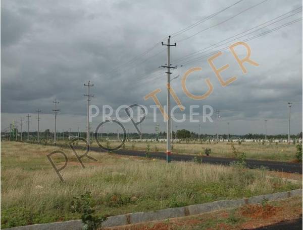 Images for Elevation of Elite Rose