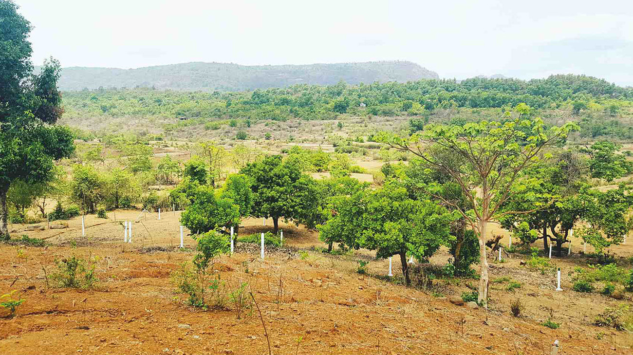 Images for Main Other of Green Morya