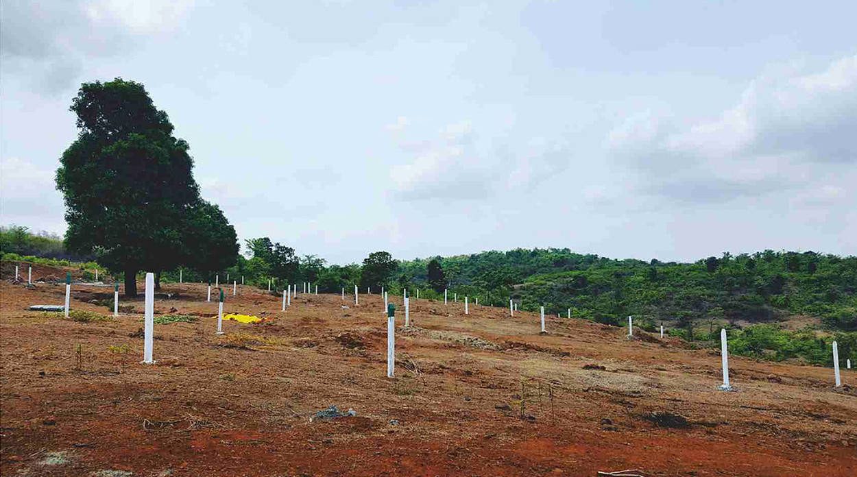 Images for Main Other of Green Morya