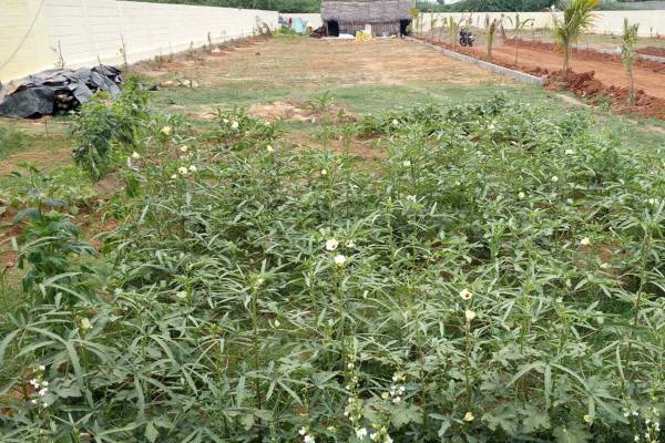 Images for Main Other of KP KP Green Meadows