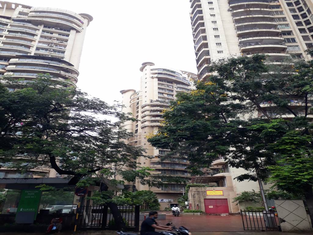  mimosa and mirabilis Elevation