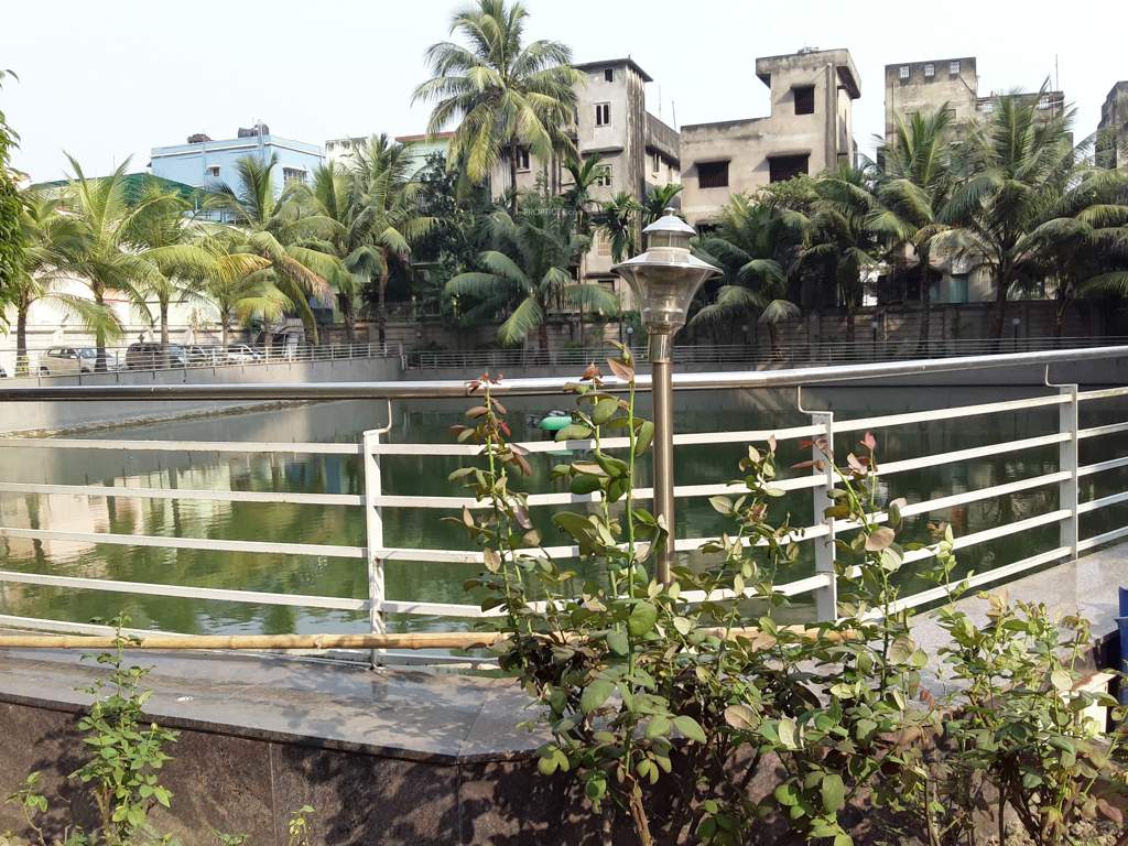  floral Swimming Pool