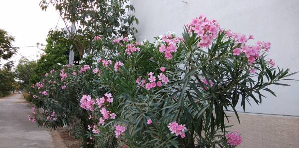  township Internal Roads & Footpaths