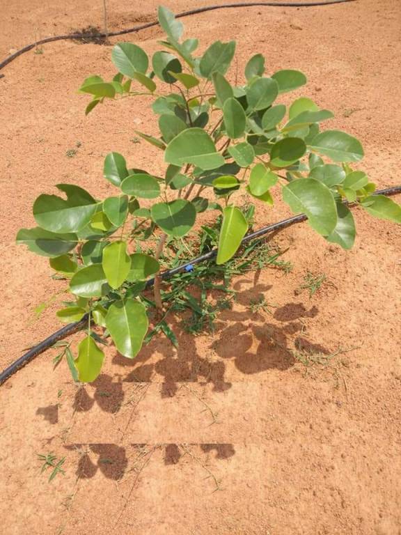 Images for Main Other of SpaceVision Green Acres