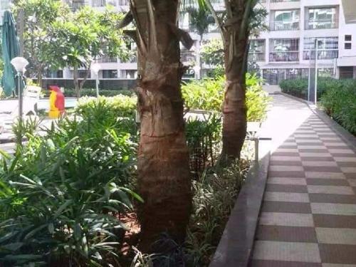  the-springs Landscaped Gardens