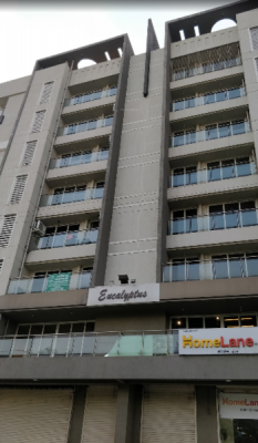  eucalyptus Elevation