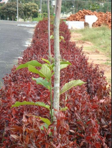  park-dale Prasiddhi Group Park Dale