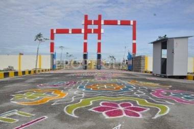 Land Royals Daffodils Exotica