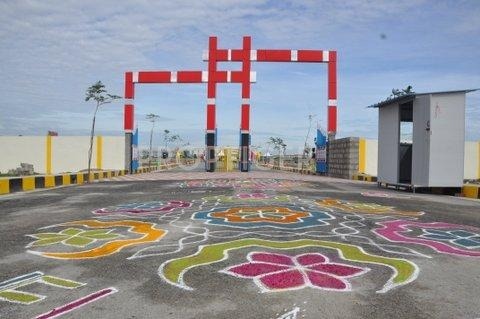 Land Royals Daffodils Exotica