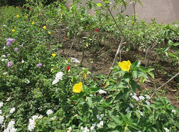 Images for Amenities of Landscapes Nisargsrishti