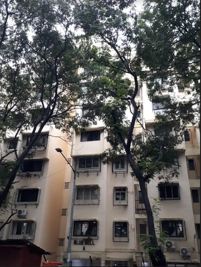 garden blue bell Elevation