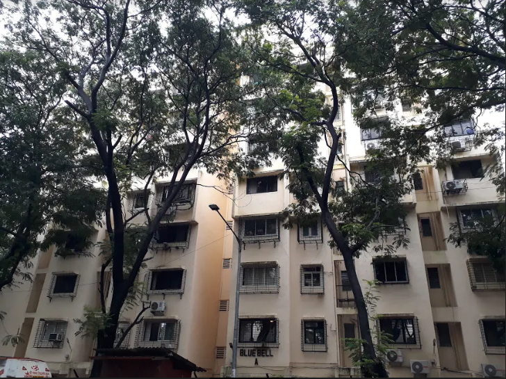 garden blue bell Elevation