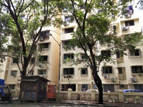  garden-blue-bell Images for Project