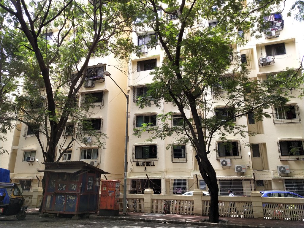 garden blue bell Images for Project