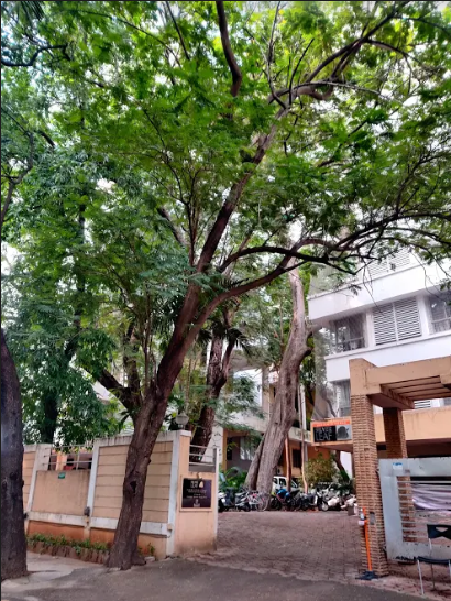  silver leaf Elevation