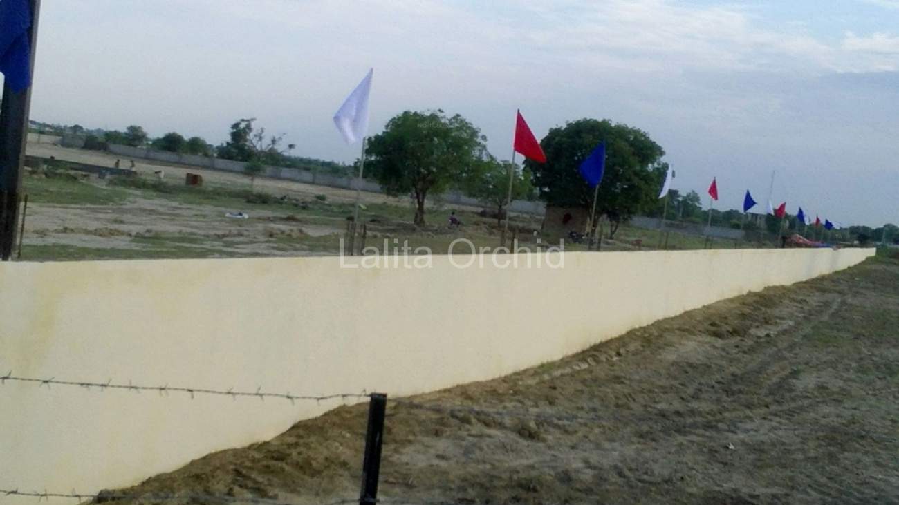 Images for Main Other of Lalita Orchid