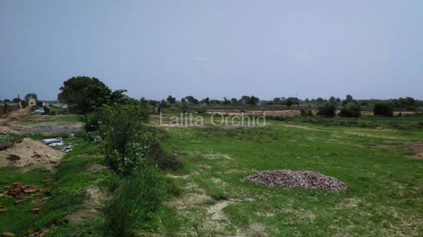 Images for Main Other of Lalita Orchid Images for Main Other of Lalita Orchid