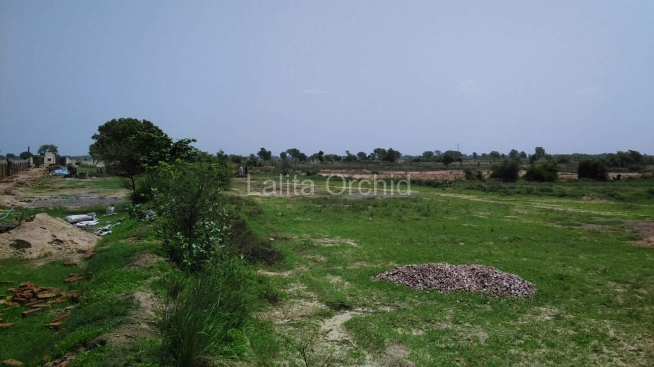 Images for Main Other of Lalita Orchid