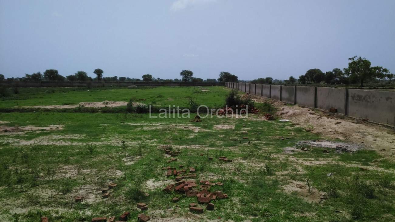 Images for Main Other of Lalita Orchid