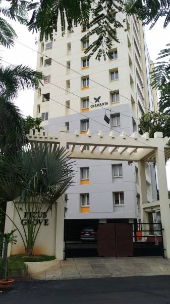  ficus-grove Elevation