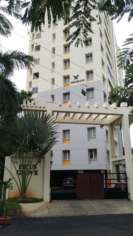 Elevation  ficus grove Elevation