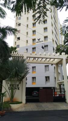 ficus-grove Elevation Elevation