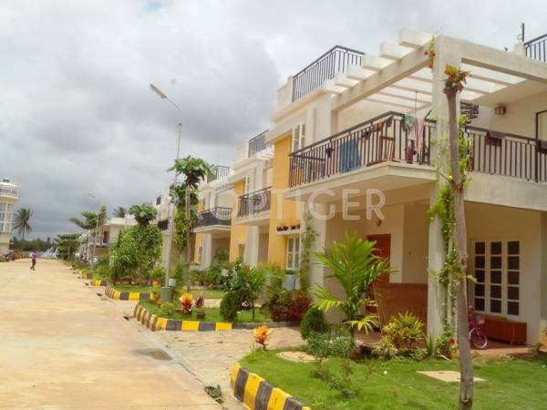 Faith Inc Passiflora