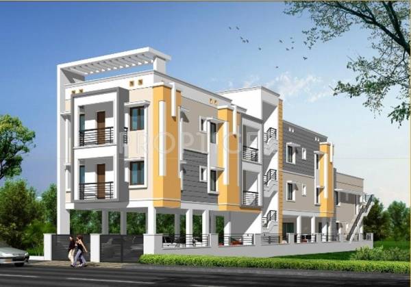 Priams Golden Wattle Priams Golden Wattle