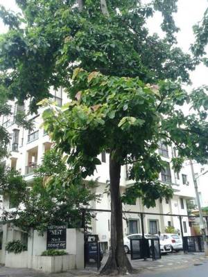 Images for Elevation of Renaissance Nest