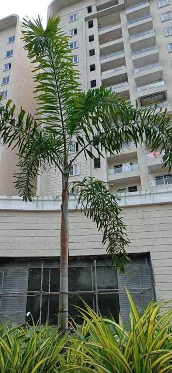  needs 3 project 276 Elevation