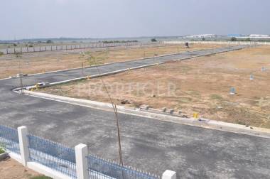 Land Royals Daffodils Ph 1