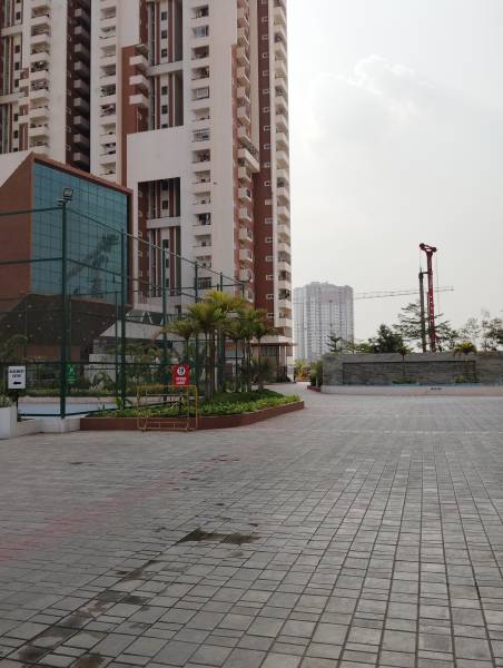 Paved Compound maple Paved Compound