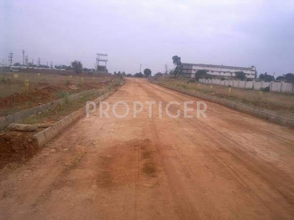 Images for Elevation of Leland Orchid Images for Elevation of Leland Orchid