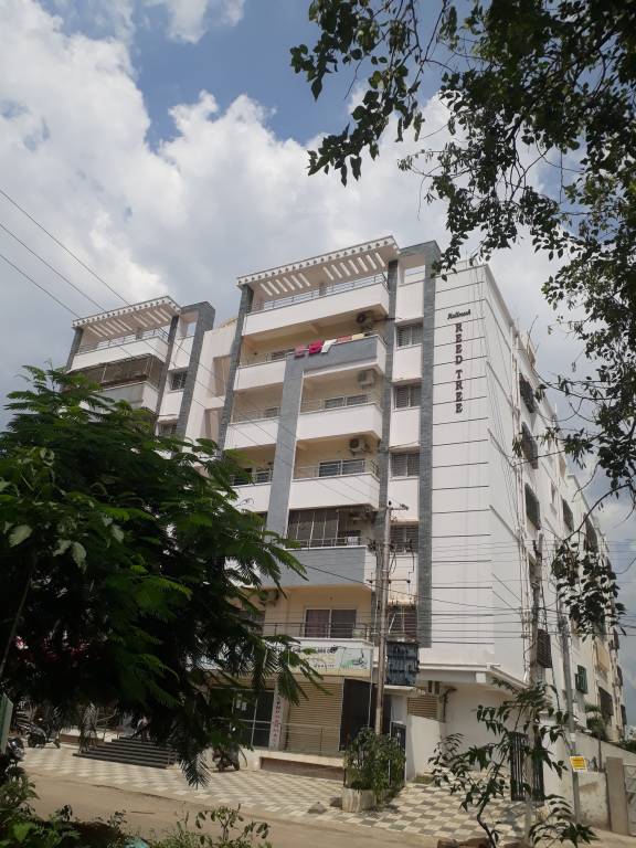  maple tree a Elevation