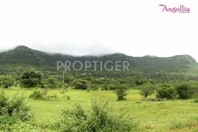 Future Development Construction Company Angellia