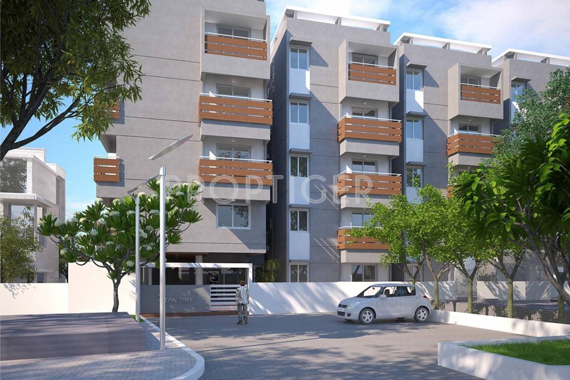 Images for Elevation of Columbia Peepal Tree peepal tree Images for Elevation of Columbia Peepal Tree
