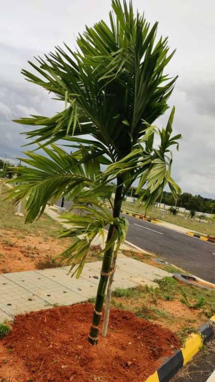  surya paradise phase 2 Plot