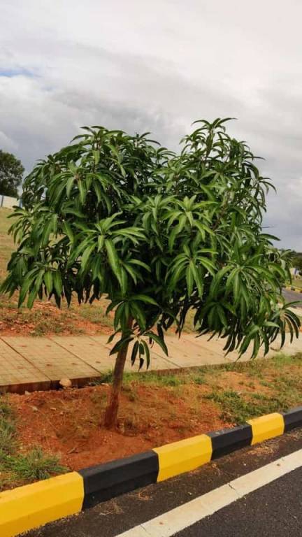  surya paradise phase 2 Plot