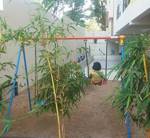 Children's play area  orchids Children's play area