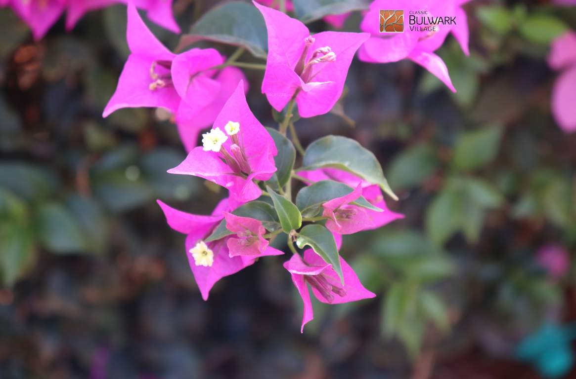  classic bulwark village Images for amenities