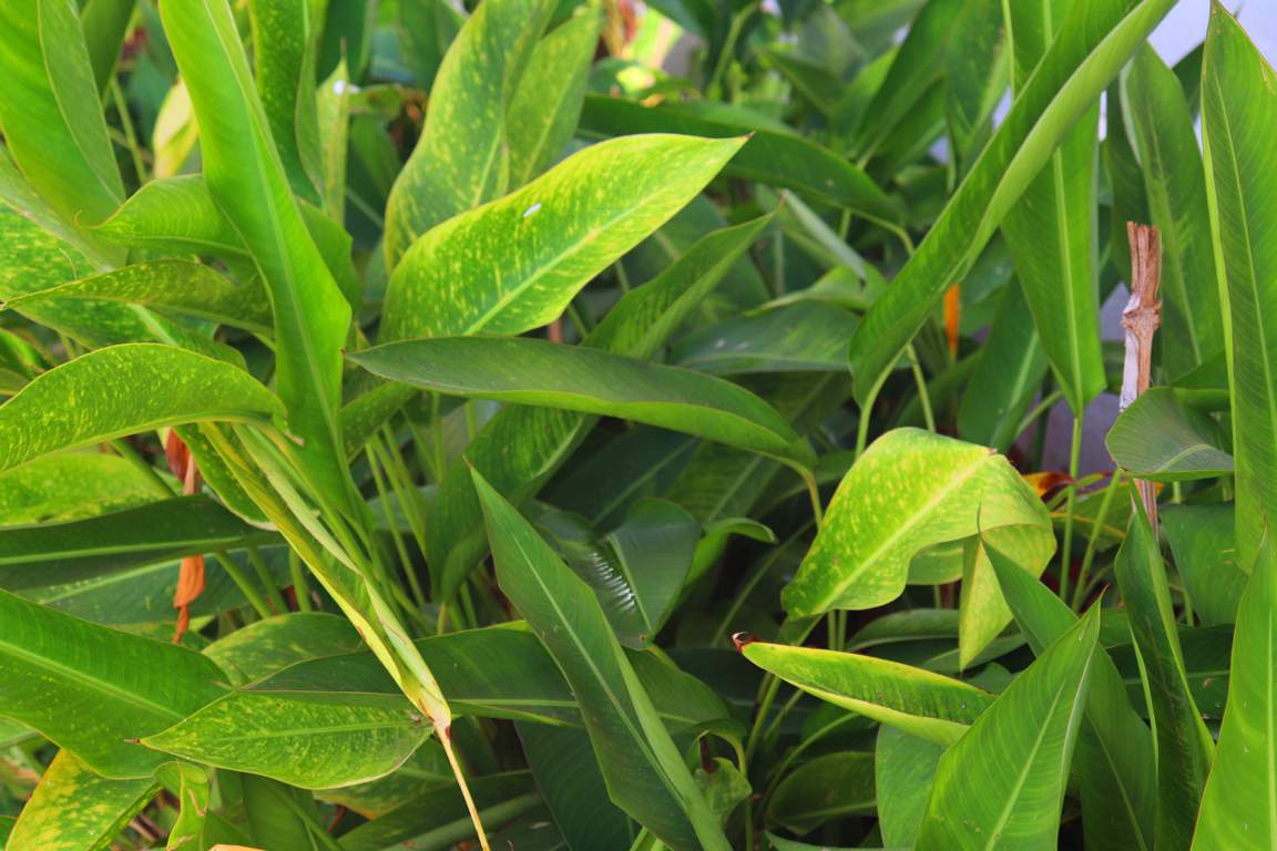  classic bulwark village Images for amenities