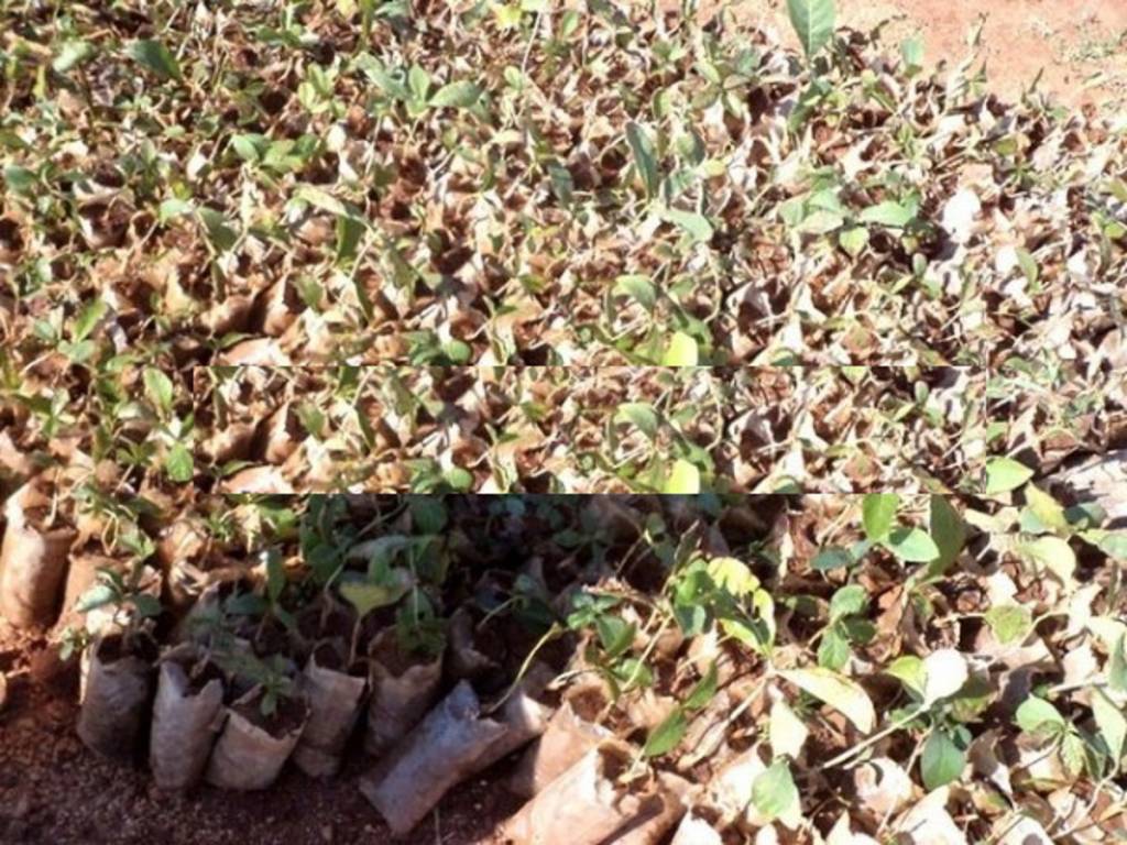 Images for Main Other of Tricolour Los Cabos